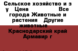 Сельское хозяйство и з/у › Цена ­ 2 500 000 - Все города Животные и растения » Другие животные   . Краснодарский край,Армавир г.